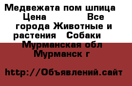 Медвежата пом шпица › Цена ­ 40 000 - Все города Животные и растения » Собаки   . Мурманская обл.,Мурманск г.